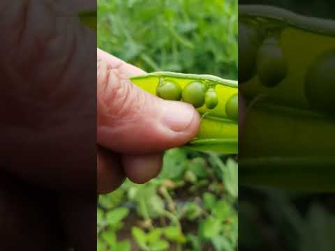 Видео: Горох Оскар в теплице поспел.