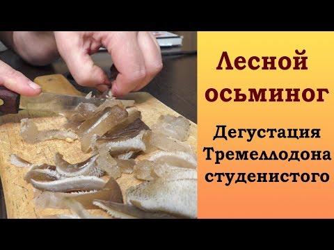 Видео: Лесной осьминог. Дегустация  Тремеллодона студенистого.