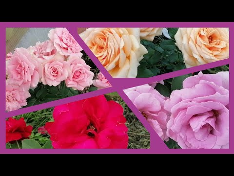 Видео: 🤪❤️Мои чуднЫе! 🌹🌹🌹.    Август 23.#уральскиерозы #розы #розывсаду #цветениероз