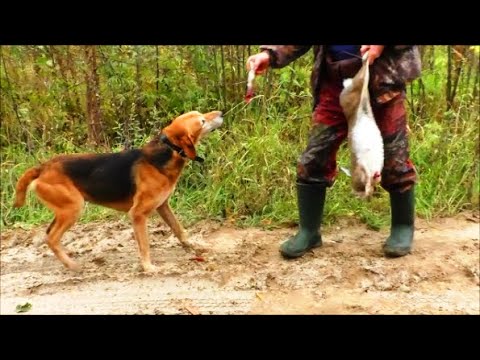 Видео: ОХОТА НА ЗАЙЦА С РУССКОЙ ГОНЧЕЙ. РГ ч.п/ч.Сигнал (Плакуня) вл.Шатров В.А.