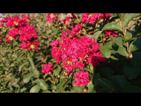Видео: Новости наших посадок, расцвела Лагерстремия