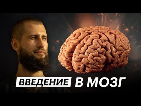 Видео: Введение в Мозг