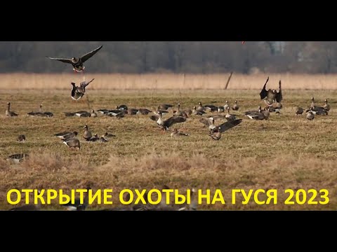 Видео: ДОБЫЛ НОРМУ С ОДНОГО НАЛЁТА!!! ОТКРЫТИЕ ВЕСЕННЕЙ ОХОТЫ НА ГУСЯ 2023 / MAX HUNTER