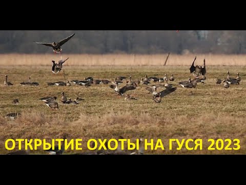 Видео: ДОБЫЛ НОРМУ С ОДНОГО НАЛЁТА!!! ОТКРЫТИЕ ВЕСЕННЕЙ ОХОТЫ НА ГУСЯ 2023 / MAX HUNTER