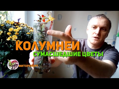 Видео: Фиторепорт. Колумнеи: Сумасшедшие Цветы