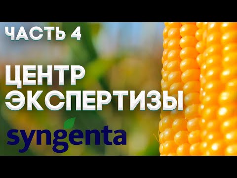 Видео: КУКУРУЗА | КРИТИЧЕСКИЕ ФАЗЫ РАЗВИТИЯ | ПОГОДНЫЕ АНОМАЛИИ | ОПТИМАЛЬНАЯ ГУСТОТА СЕВА | ГЛУБИНА СЕВА |