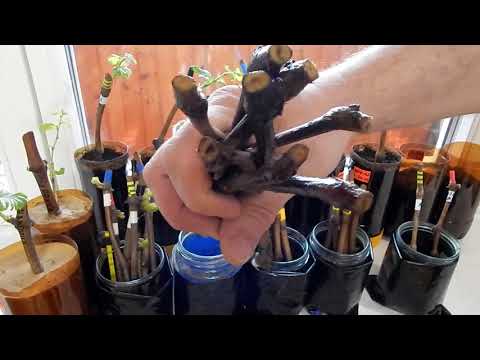 Видео: Сердцевина у черенка винограда.Светлая или тёмная ?