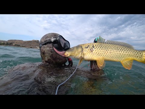 Видео: Подводная Охота. ШОК !  Рыбное ассорти за 3 часа.
