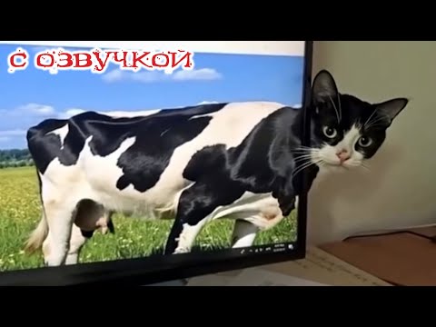 Видео: Приколы с котами! Смешные коты и собаки! С ОЗВУЧКОЙ! Смешные видео про животных!