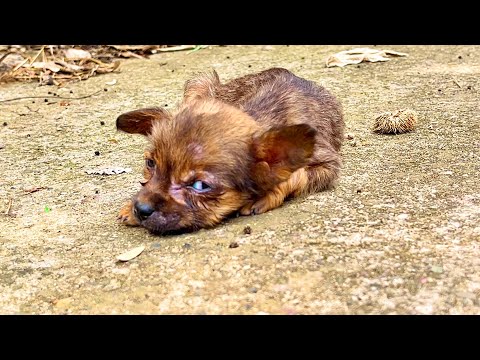 Видео: Я был потрясён! Щенок лежал неподвижно, и то, что произошло дальше, захватило дух…🐶❤️