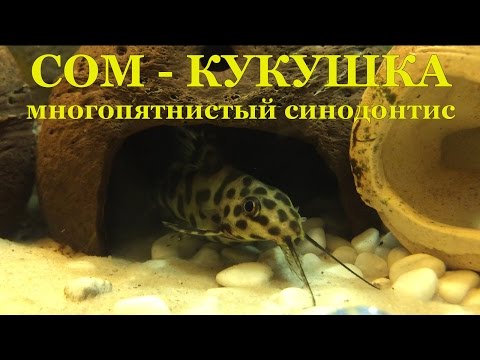 Видео: Сом кукушка, многопятнистый синодонтис