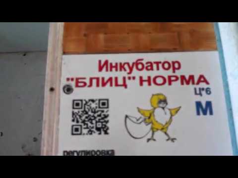 Видео: Ремонт,и что внутри инкубатора "Блиц" Норма его электроника .