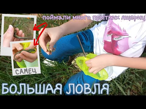 Видео: БОЛЬШАЯ ловля / Ловля ящериц