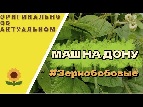 Видео: Машь, Вигна, что это такое?