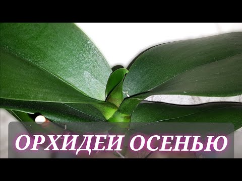 Видео: Что нужно учитывать при уходе за орхидеями осенью?