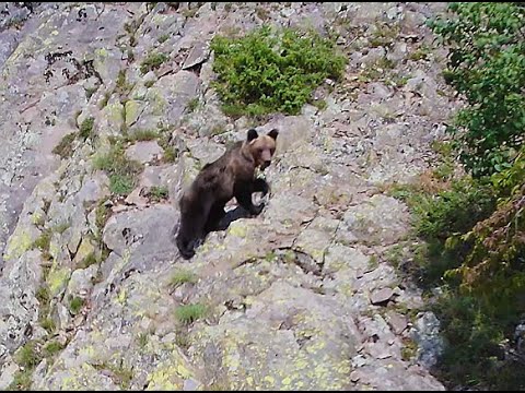 Видео: Фотолов на мечки с дрон под връх Чиляка.