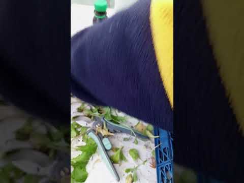 Видео: Черенкую Обриетту