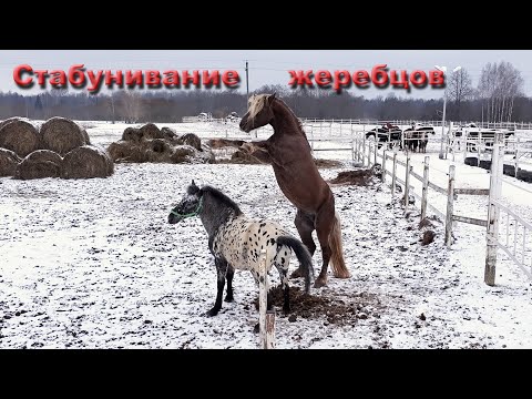 Видео: Стабунивание жеребцов