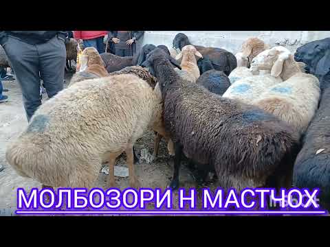 Видео: 31 октября 2025 МОЛБОЗОРИ Н МАСТЧОХ БОЗОРИ 2 ЮМ УЧАСКА ХАТМАН ЛАЙКОРА ЗАНЕД ОБУНАШЕД ДУСТОН 