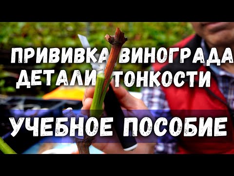 Видео: Прививка винограда -  детали, тонкости. Учебное пособие