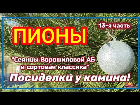 Видео: Посиделки у камина. Часть 13. Сеянцы пионов и сортовая классика / Сад Ворошиловой