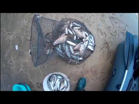 Видео: ловля донской селёдки.царская рыбка