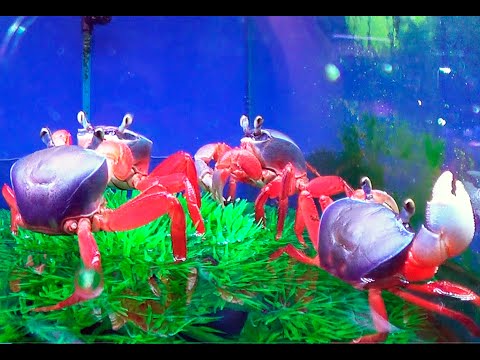Видео: Птичий рынок 11 02 23