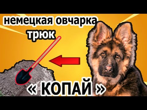 Видео: Немецкая овчарка Дрессировка немецкой овчарки Немецкая овчарка учим трюк копай Дрессировка овчарки