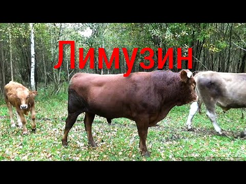 Видео: Обзор нашего молочного стада с двумя быками производителями.