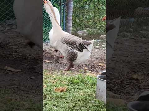 Видео: 6 августа 2025 г.