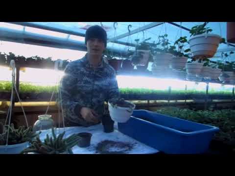 Видео: Ампельный кактус.  Секреты размножения.