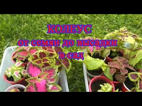 Видео: Колеус от семян до высадки в сад