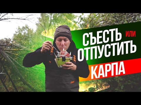 Видео: СЪЕСТЬ или ОТПУСТИТЬ ДИКОГО КАРПА? Мысли о КАРПФИШИНГЕ на РЫБАЛКЕ! А что ВЫБИРАЕШЬ ТЫ?