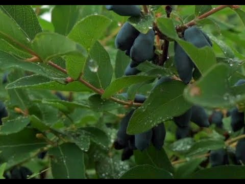 Видео: Фильм про жимолость
