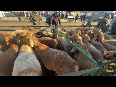 Видео: Кой базар сокулук мал базары 1-октябр