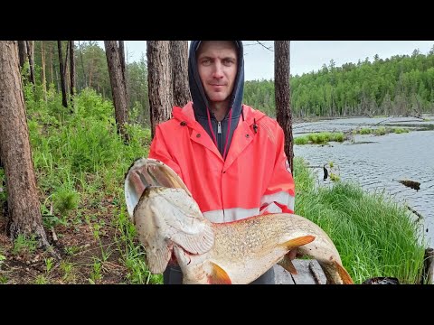 Видео: Крупной щуки не видать. Богучаны 2023 июнь.