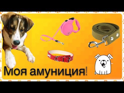 Видео: Амуниция моей собаки!!!Смотреть всем!