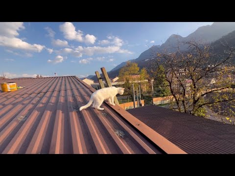 Видео: 9 ноября 2025 Реставрация крыши