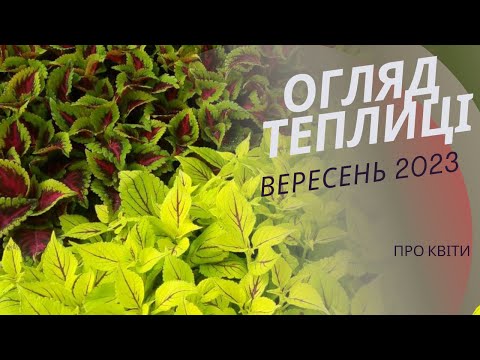 Видео: Огляд теплиці вересень  2023. Отримали новинки  пеларгонії.