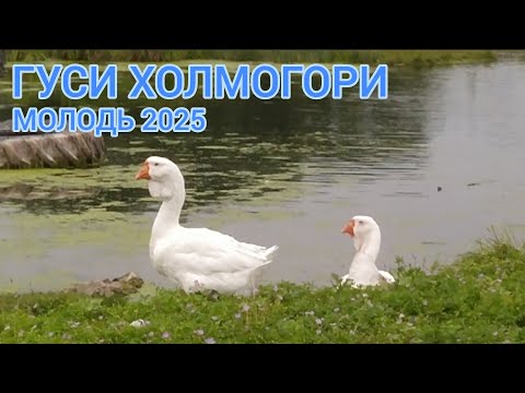 Видео: ГУСИНА ФЕРМА ХОЛМОГОРІВ