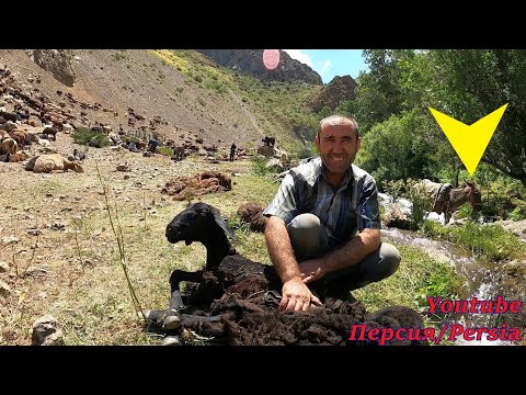 Видео: НОВИНКА 4К!/ТАДЖИКИСТАН/Стрижка баранов/Мы это делаем один раз в год/Tajikistan Sheep shearing