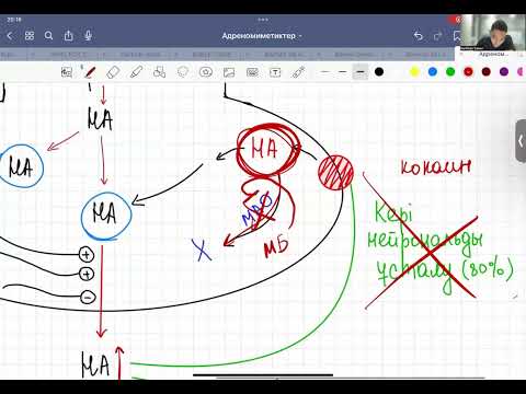 Видео: АФФЕРЕНТТІ ЖҮЙКЕ ЖҮЙЕСІНЕ ӘСЕР ЕТЕТІН ДӘРІЛІК ЗАТТАР.АДРЕНОМИМЕТИКТЕР ЖӘНЕ ХОЛИНОМИМЕТИКТЕР