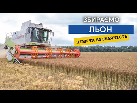 Видео: Жнива льону. Врожайність під 3 тонни, ціна 22000 за тонну, загалом виглядає перспективно.