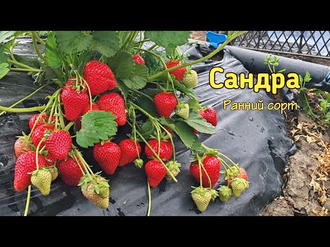 Видео: 🍓ранний сорт клубники САНДРА🍓9.05.24. Ставрополь.