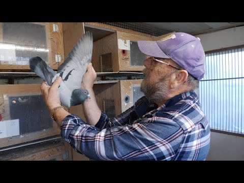 Видео: Голубиные гонки — тур по лофту с Карлом Вольмахером TopGun Racing Pigeon Club