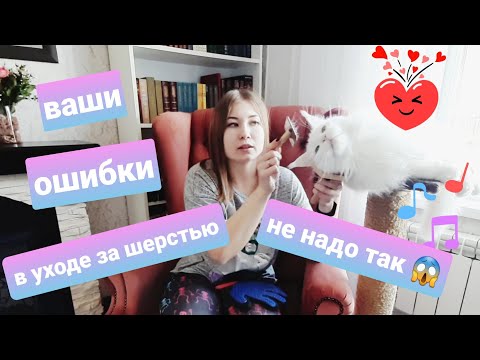 Видео: Жизнь с мейн-кунами / Ошибки в уходе за шерстью кошек