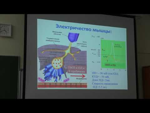 Видео: Ловать М. Л. - Физиология человека и животных. Часть 1 - 4. Мышечное сокращение