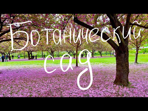 Видео: Бруклинский ботанический сад. Сакура в Нью Йорке