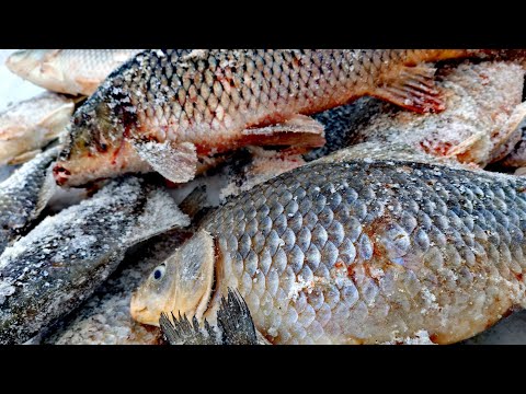 Видео: Караси-лапти на мормышку! Озеро Чаны. Карась. Сазан. #рыбалкансо #чаны