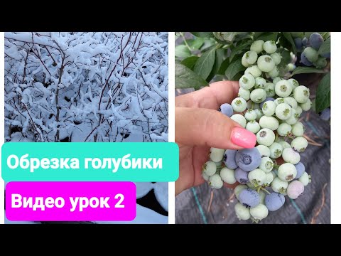 Видео: Обрезка голубики Дюк. Видеоурок 2